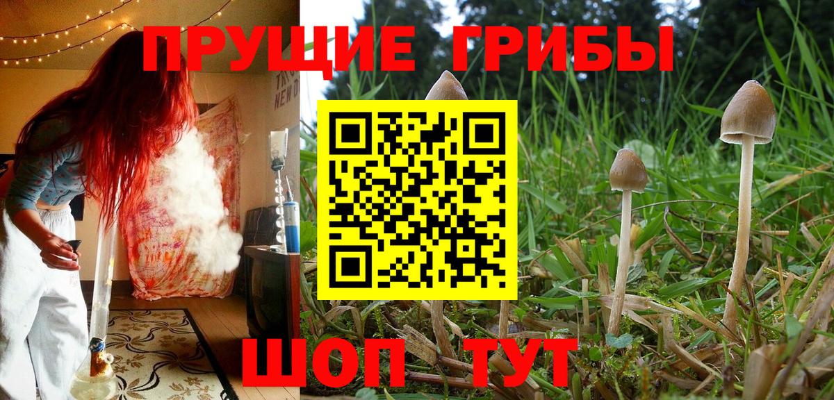 Галлюциногенные грибы Psilocybe  Вход с VPN  Сергиев Посад 